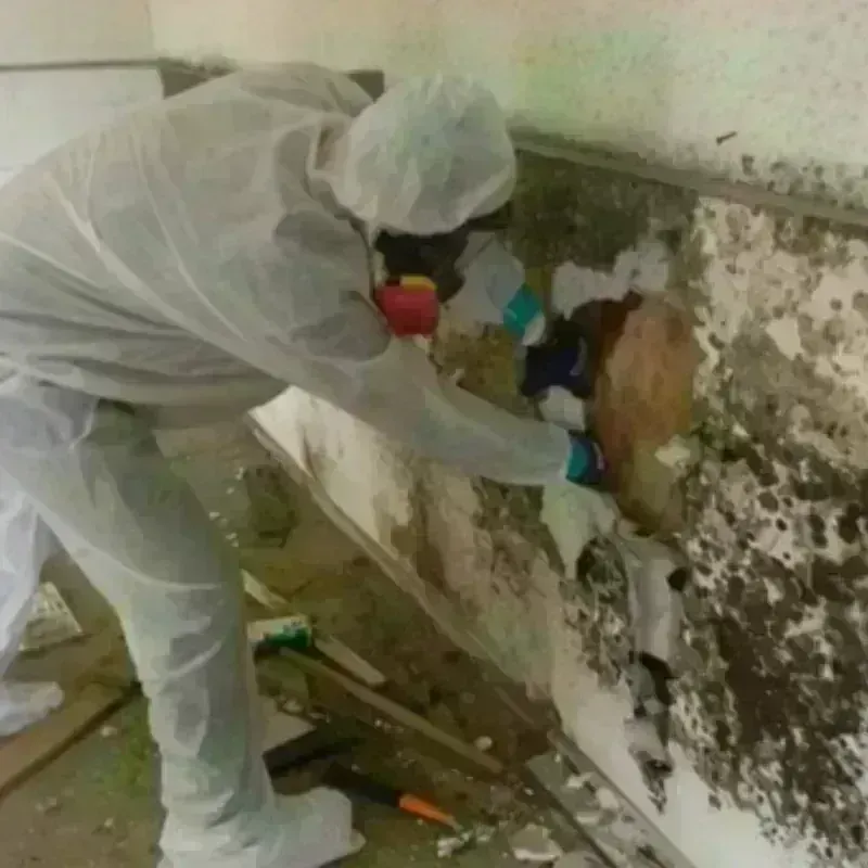 Mold Remediation and Removal in Jarrell, TX